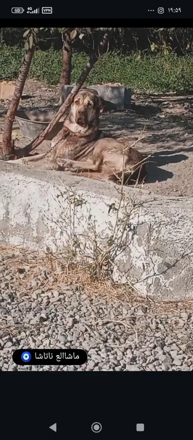 گمشده|حیوانات|ارومیه, |دیوار