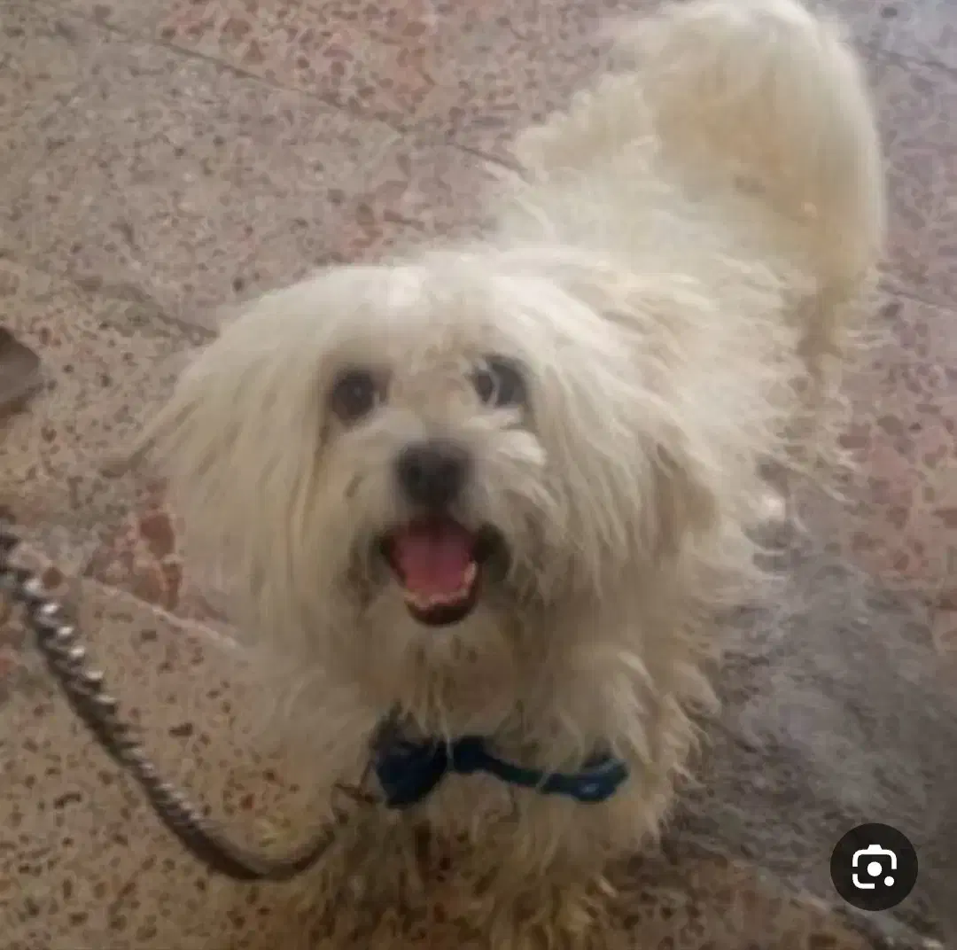 سگ پاکوتاه خانگی|سگ|قیدار, |دیوار