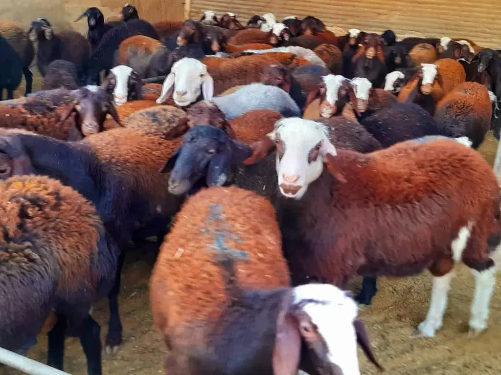 بره نر و ماده|حیوانات مزرعه|برخوار, |دیوار