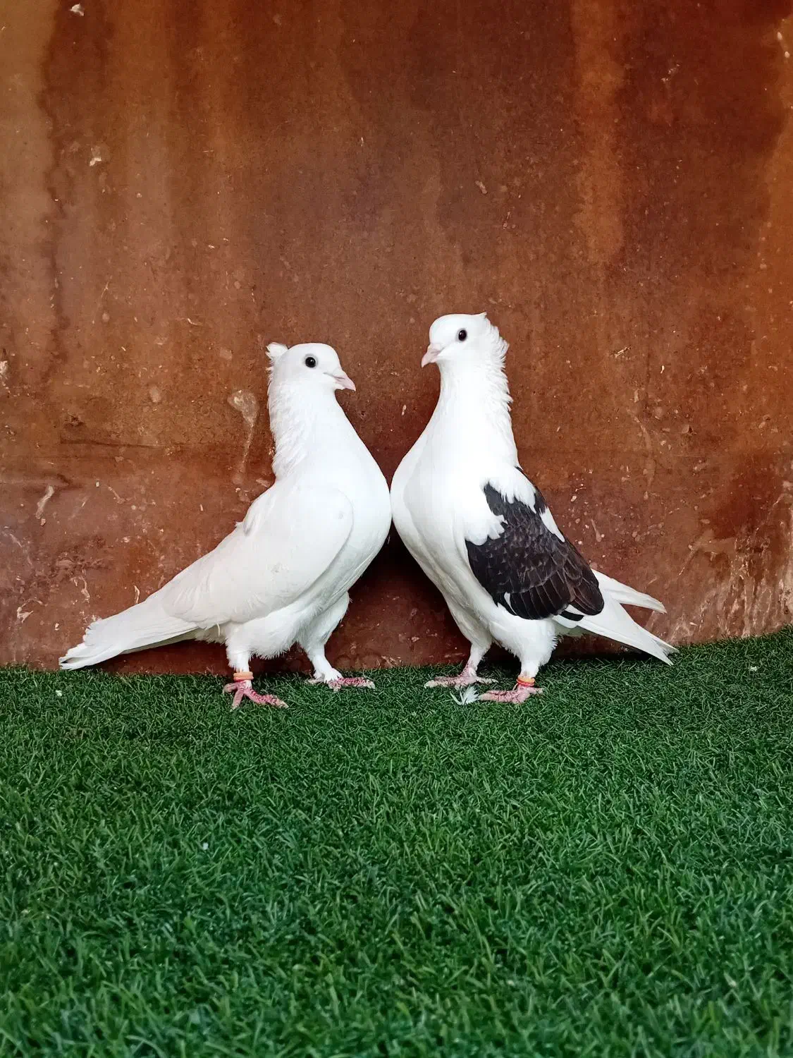 کبوتر پرشی ( بندرگز)|پرنده|گرگان, |دیوار