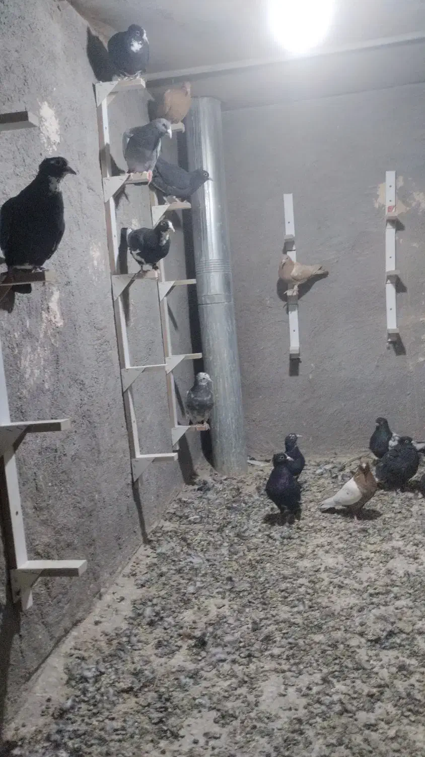 کبوتر|پرنده|رفسنجان, |دیوار