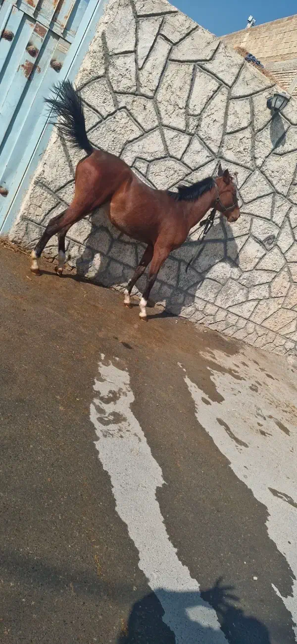 اسب کرد|اسب و تجهیزات اسب‌سواری|فلاورجان, |دیوار