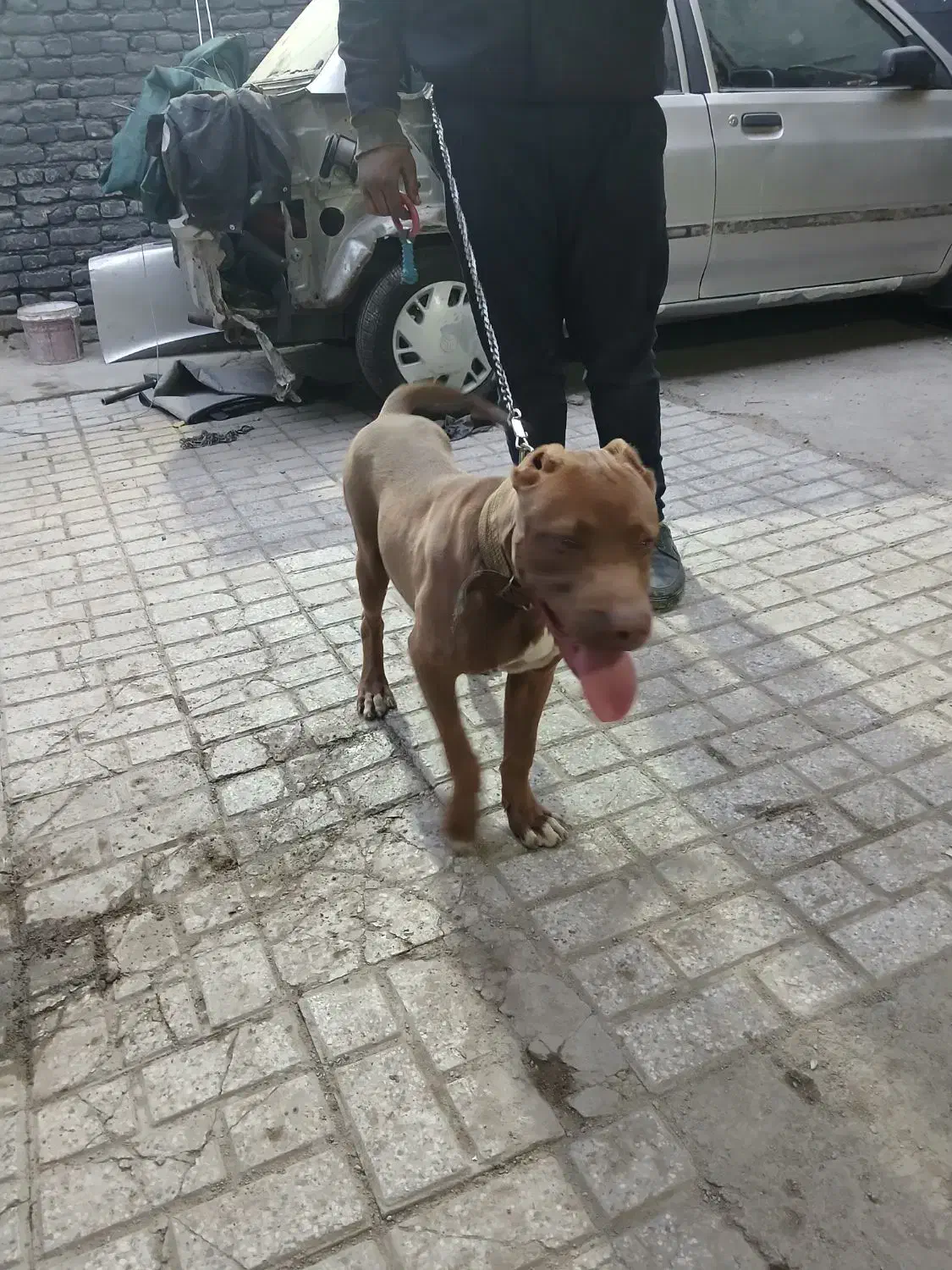 پیت بول|سگ|مشهد, عامل|دیوار