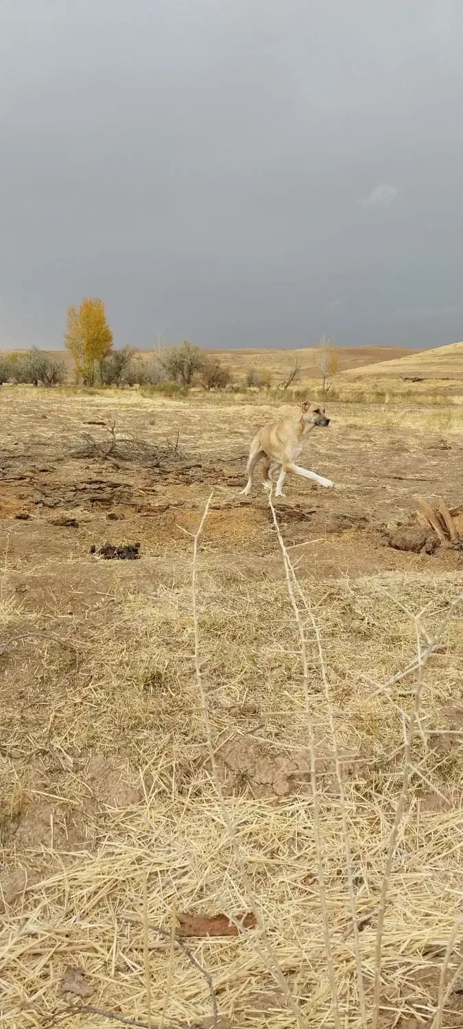 سگ ماده|سگ|قیدار, |دیوار