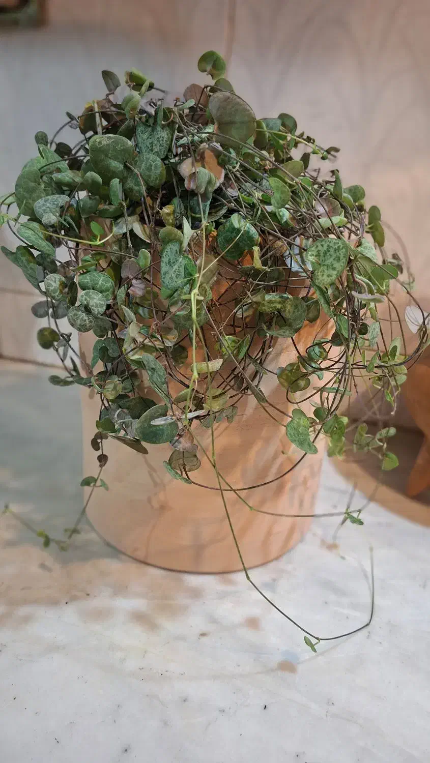 میخک ،هویا|گل و گیاه طبیعی|شیراز, شیخ روزبهان|دیوار