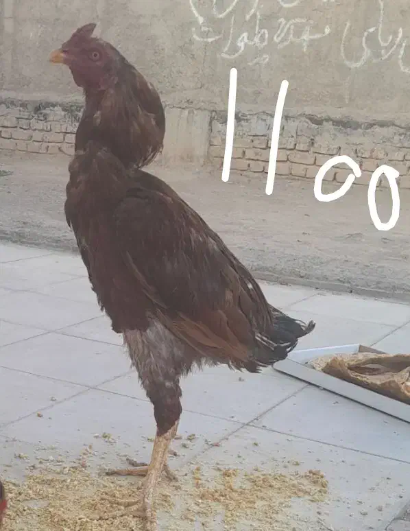 خروس لازی|حیوانات مزرعه|زرند, |دیوار