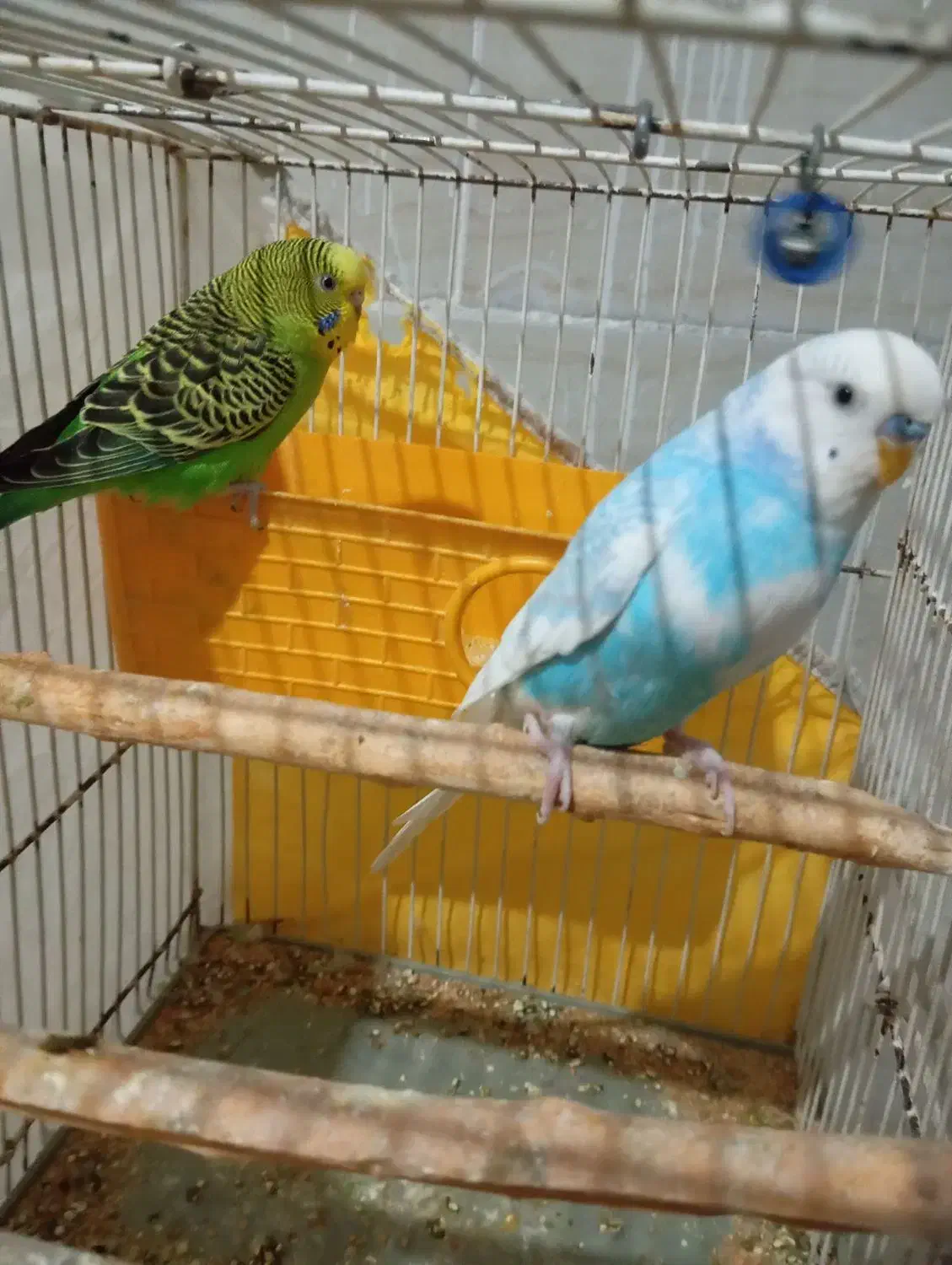 مرغ عشق وفنچ|پرنده|شیروان (خراسان), |دیوار