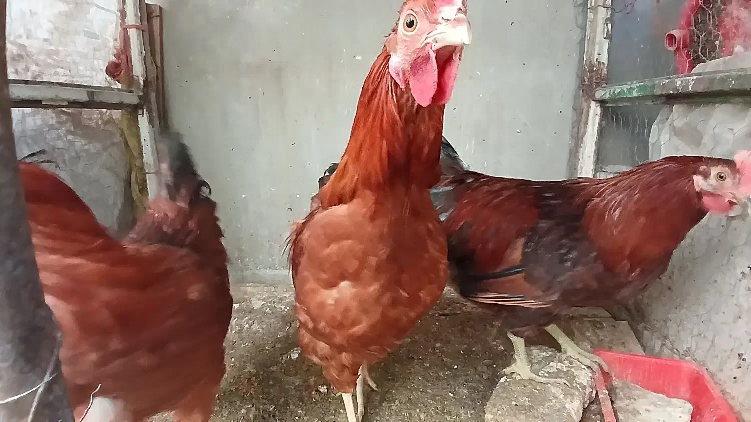 خروس محلی|حیوانات مزرعه|هشتگرد, هشتگرد قدیم|دیوار