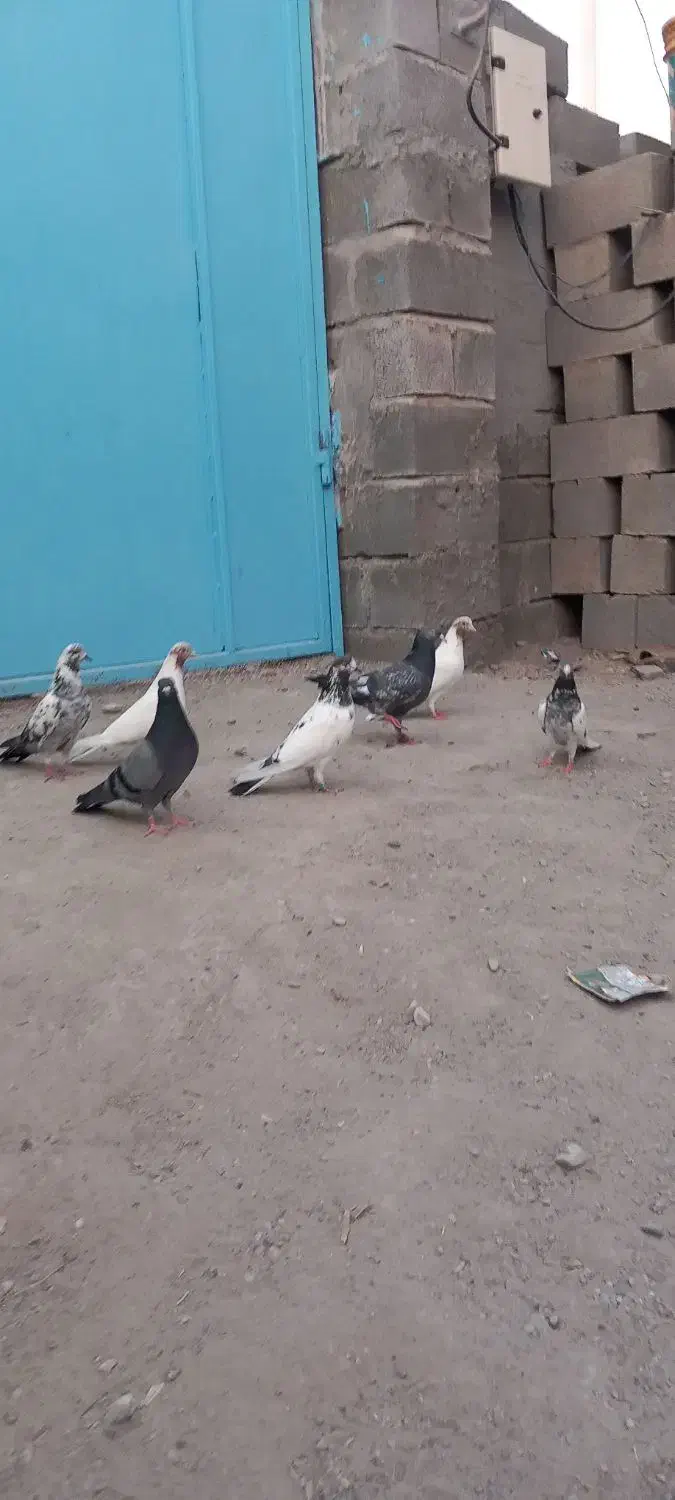 کبوتر پاکستانی و ایرانی|پرنده|تخت, |دیوار