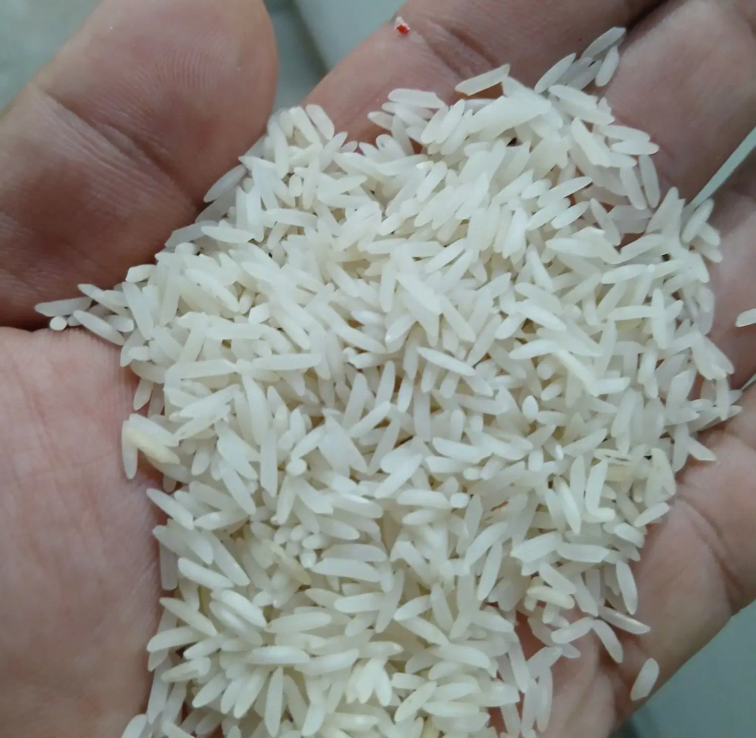 برنج معطر خوشپخت درجه۱|خوردنی و آشامیدنی|فریدونکنار, |دیوار