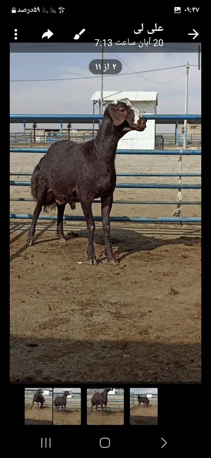 بره افشاری بذری|حیوانات مزرعه|طاغنکوه, |دیوار