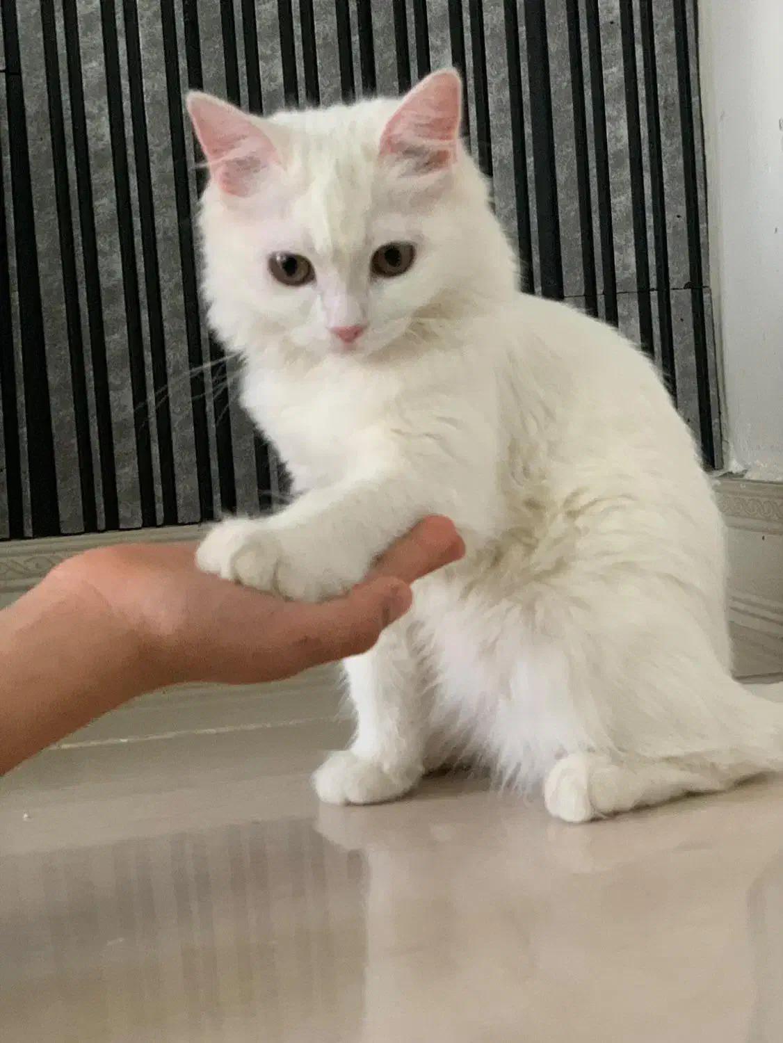 گربه خونگی|گربه|مشگین شهر, |دیوار