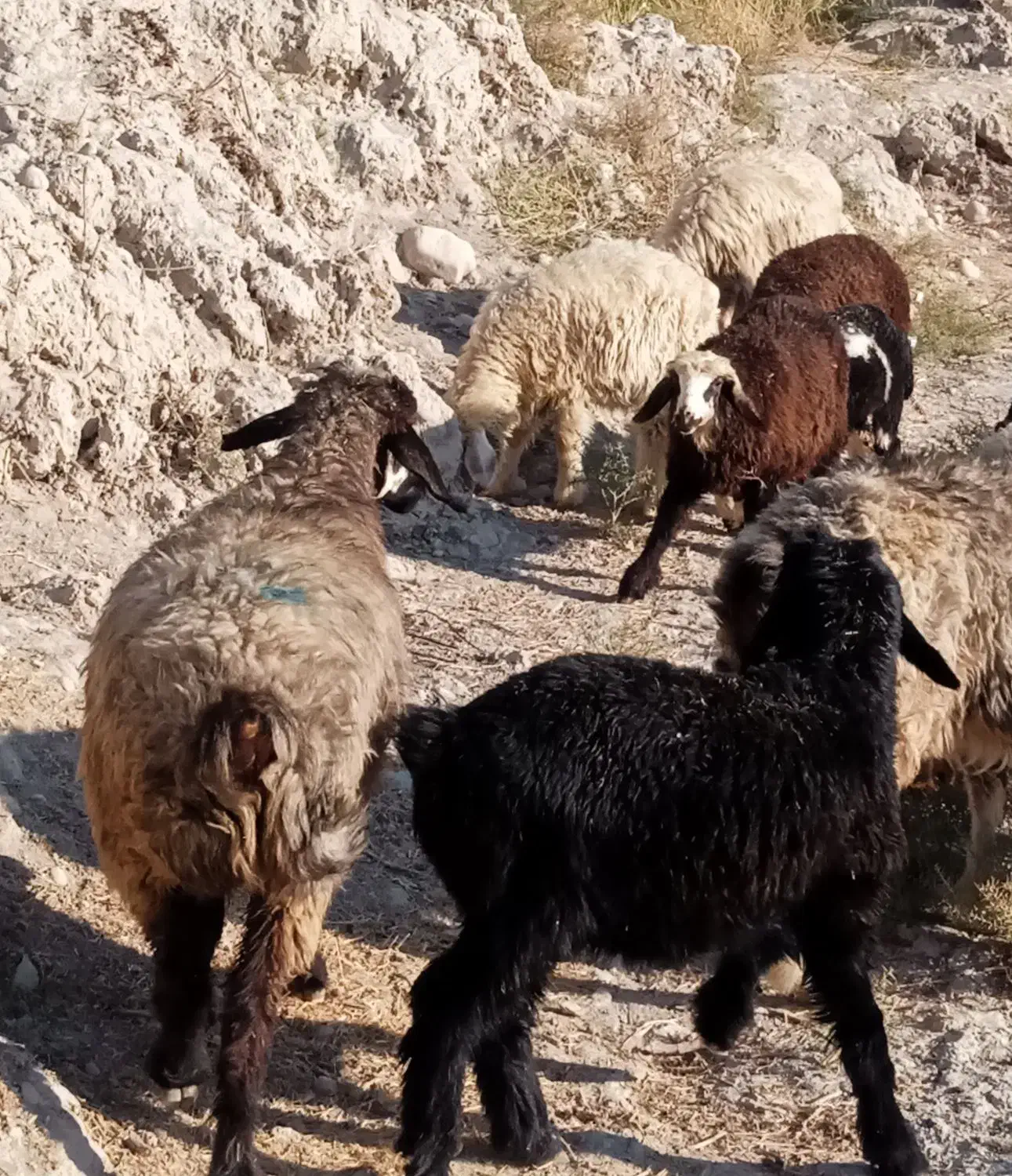 7 راس میش ترکی بره دار|حیوانات مزرعه|جره و بالاده, |دیوار