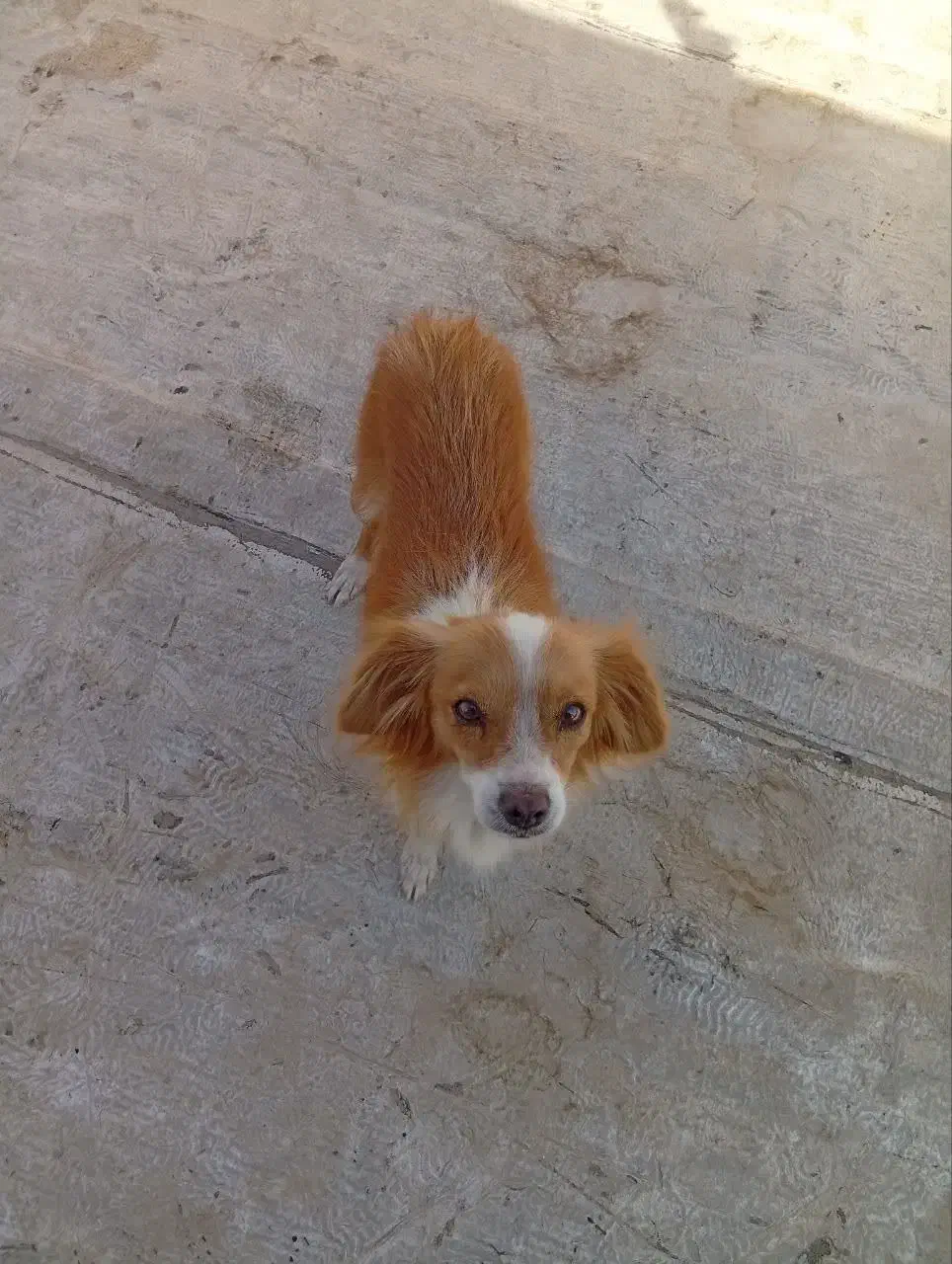 سگ دستی|سگ|برخوار, |دیوار