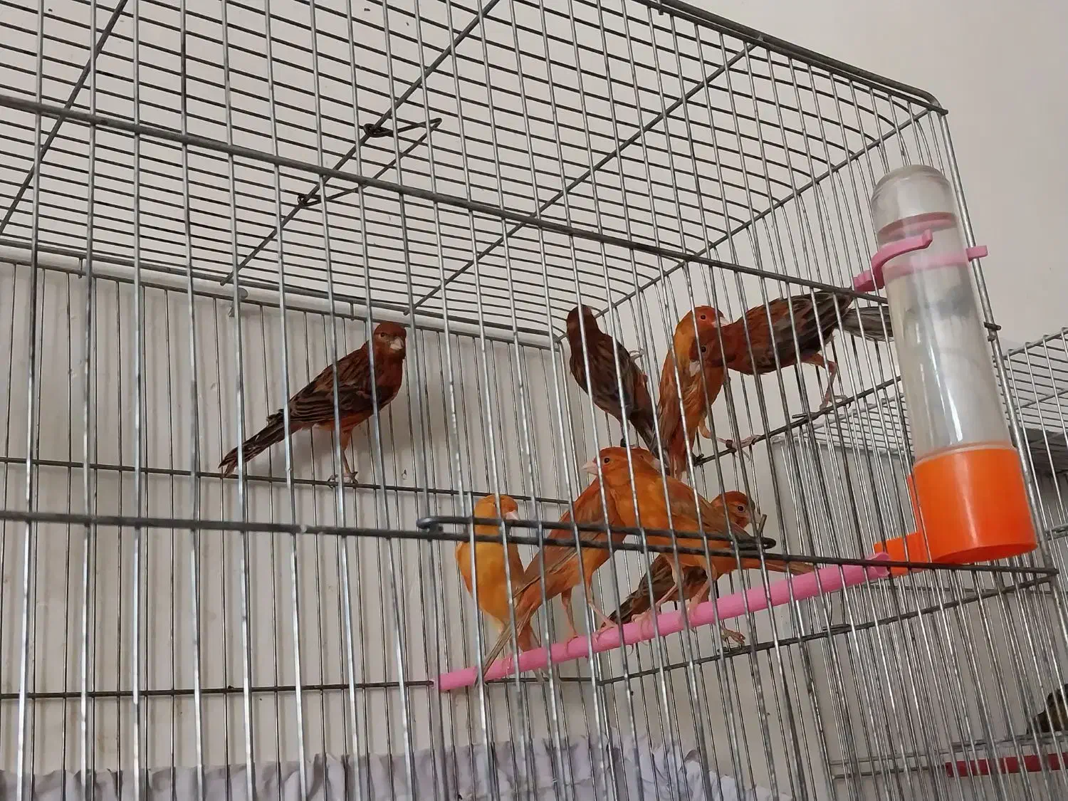 قناری  دارچینی سرخ سوخته سرخ ردفکتور کم رنگ|پرنده|شاهین‌شهر, شهرک ردانی پور|دیوار