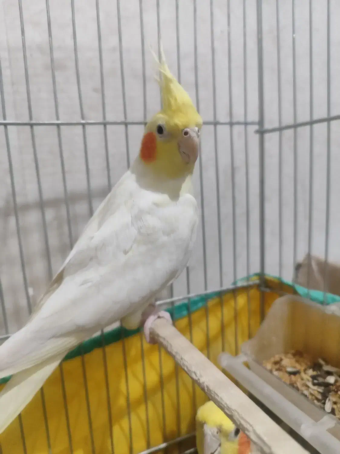 عروس هلندی|پرنده|سیرجان, |دیوار