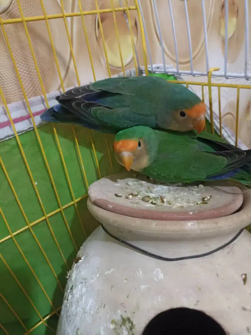 سراوان|پرنده|سیب و سوران, |دیوار