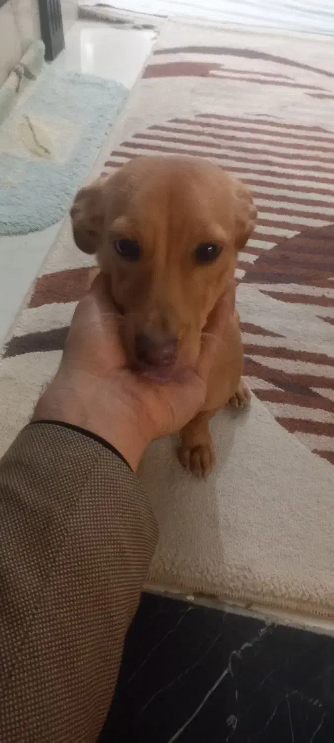 سگ نژاد اشپیزو|سگ|مشهد, سجاد شهر|دیوار