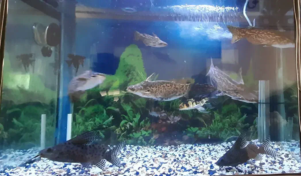 حراج ماهی|ماهی|قیامدشت - خاورشهر, |دیوار