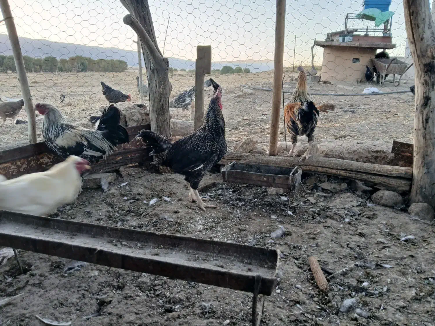 خروس|حیوانات مزرعه|گوآور, |دیوار