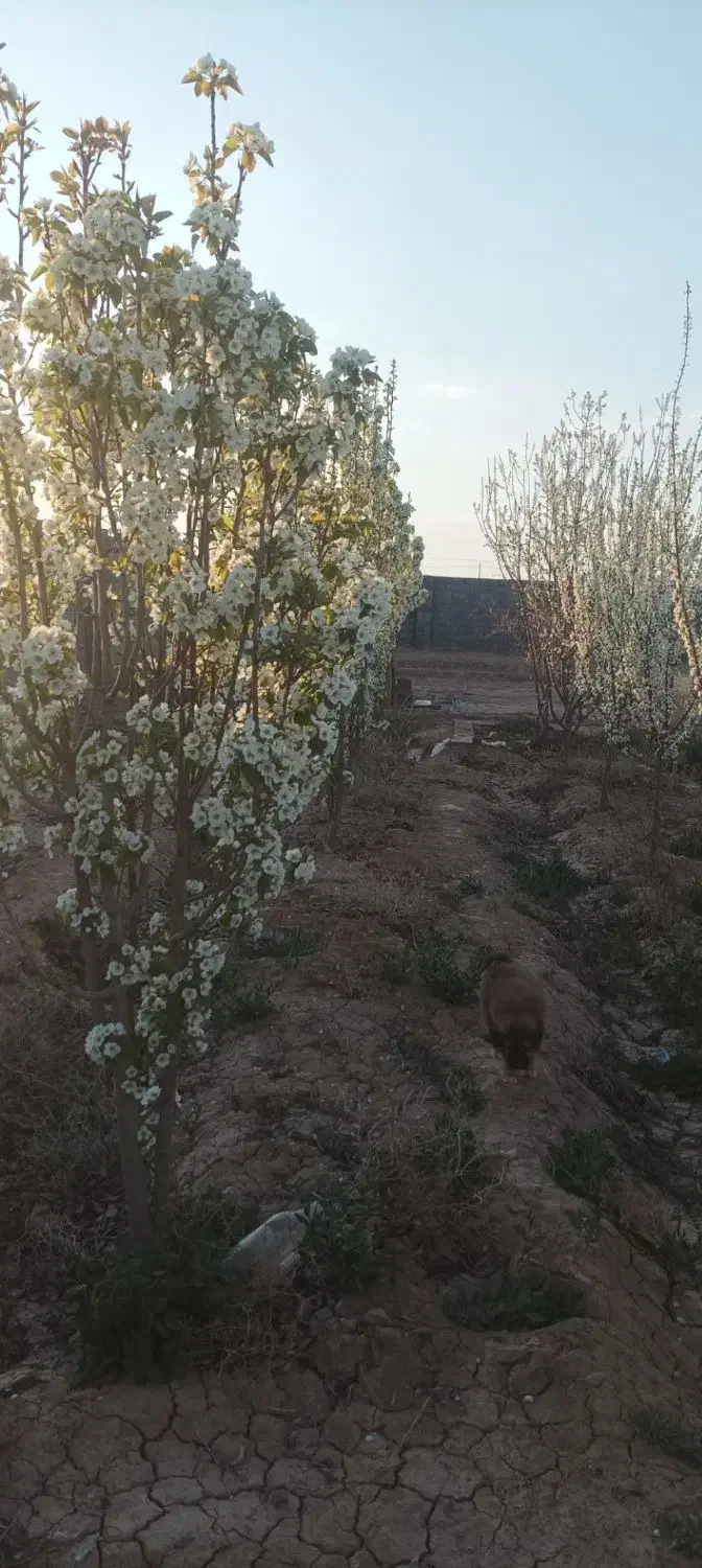 باغ ۱۰۵۰ متری بعد از شهرک صنعتی گز برخوار|فروش خانه و ویلا|شاهین‌شهر, گرگاب|دیوار