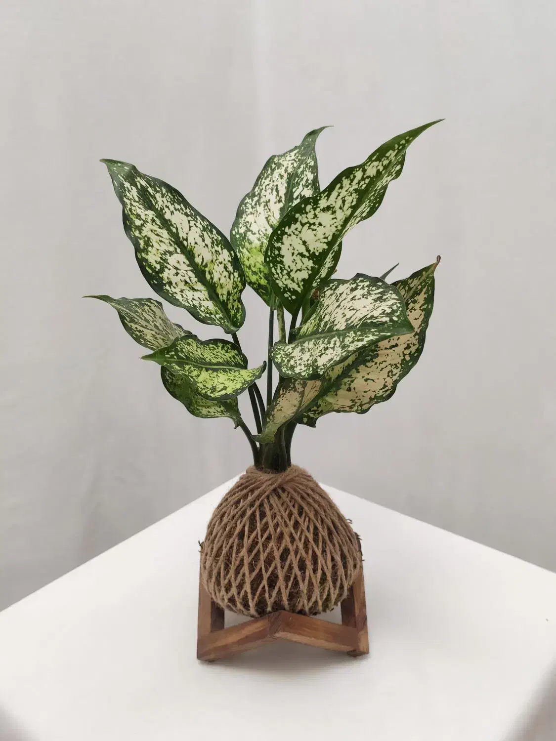 کوکداما و گل و گیاه طبیعی مناسب روز مادر|گل و گیاه طبیعی|برخوار, |دیوار