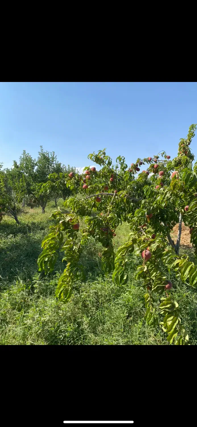 خانه باغ در جاده ترک صومعه کبودین|فروش زمین و ملک کلنگی|کندوان, |دیوار
