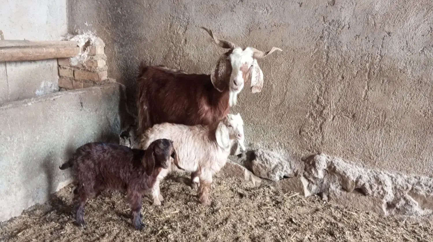 بز دوقلو|حیوانات مزرعه|نیشابور, شهرک رضوی|دیوار