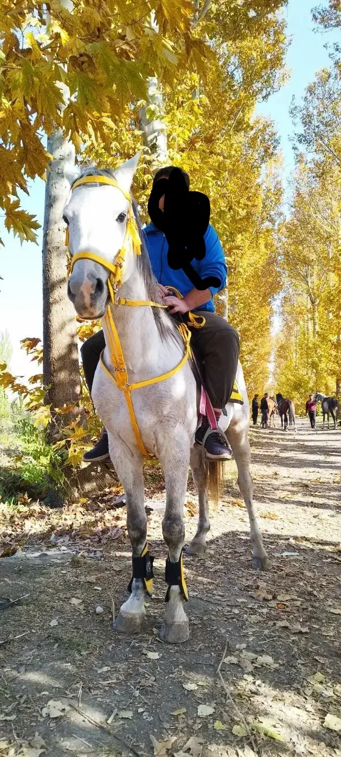 اسب عرب یه سر|اسب و تجهیزات اسبسواری|ارومیه, |دیوار