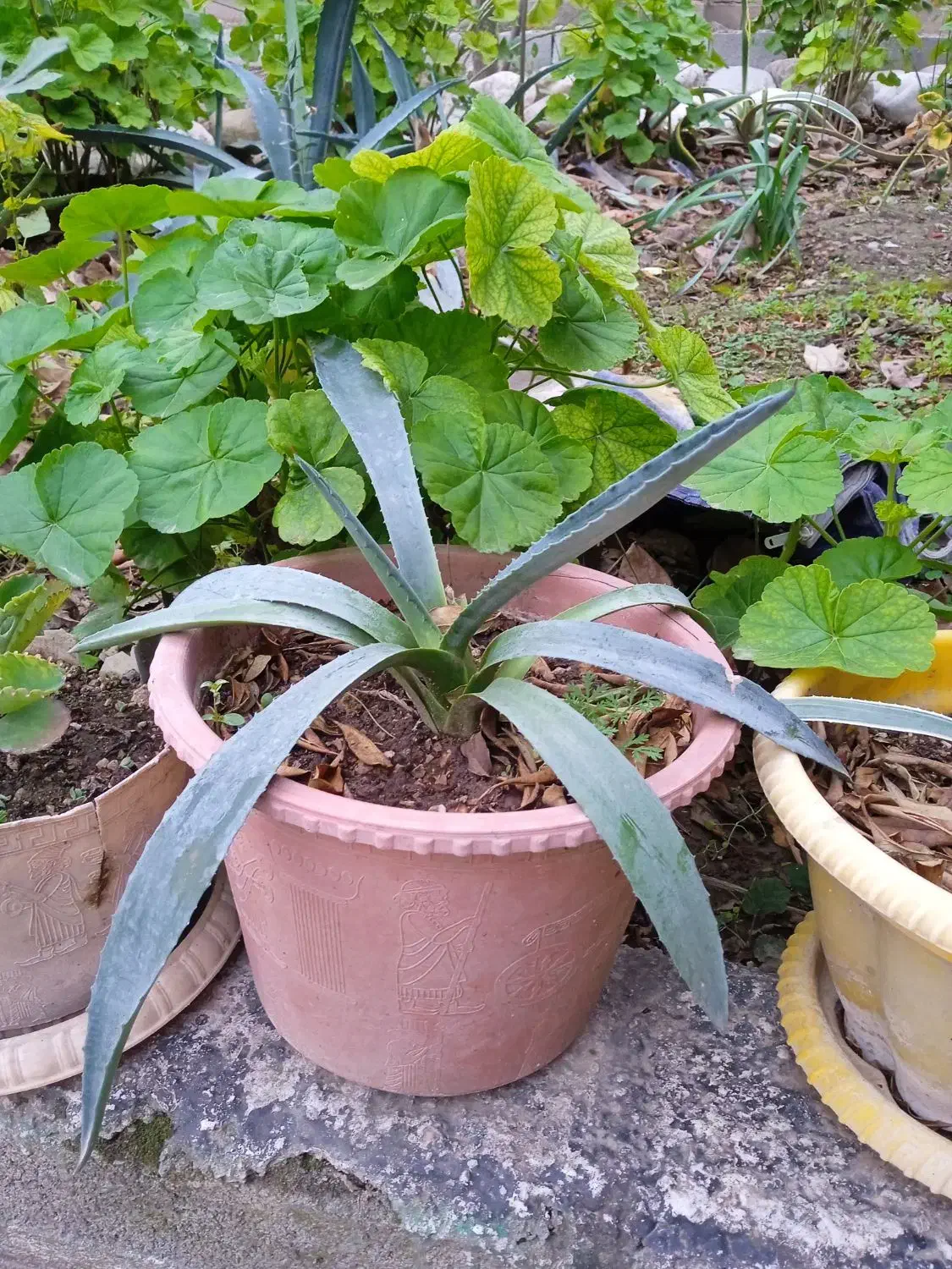 گل طبیعی|گل و گیاه طبیعی|صادق آباد, |دیوار