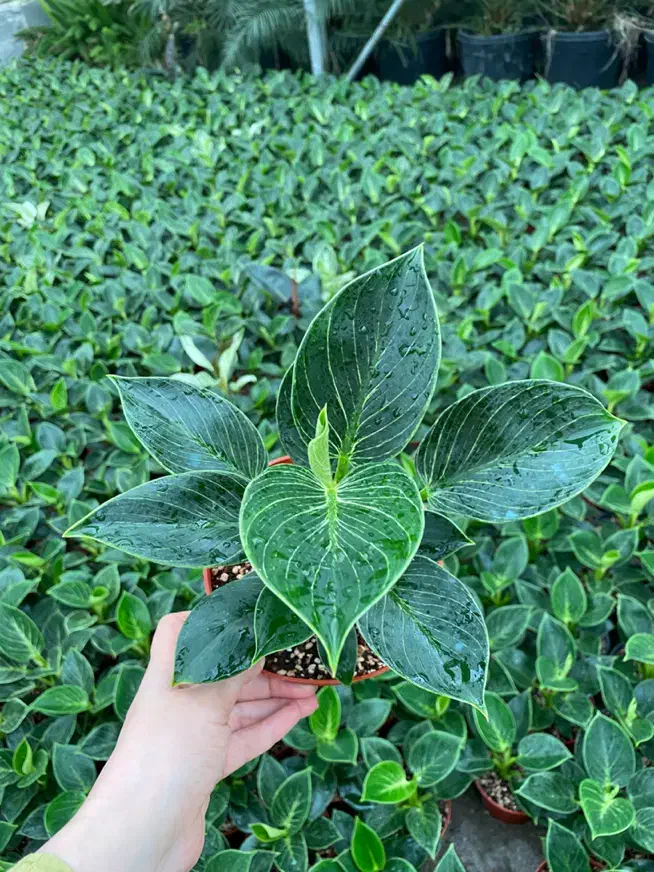 نیرو کار مرد ایرانی برای گلخانه نیازمندیم|استخدام سرایداری و نظافت|خرم‌آباد (تنکابن), |دیوار