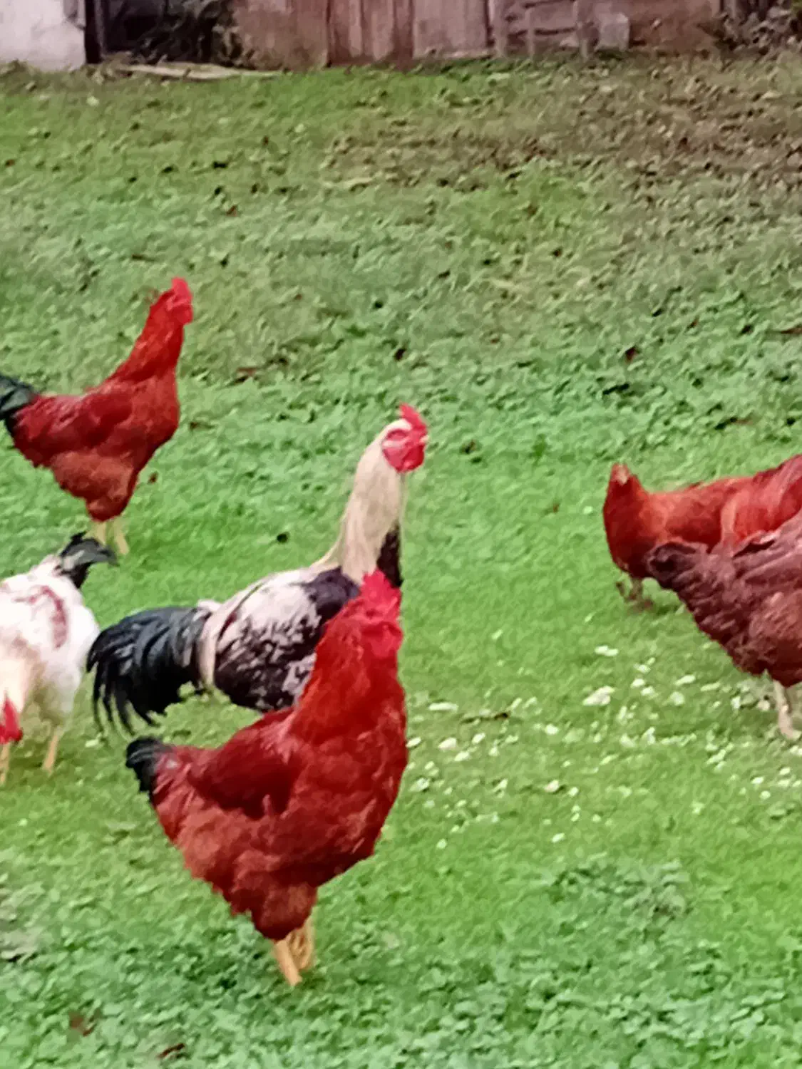 خروس لاری و محلی|حیوانات مزرعه|طاهرگوراب, |دیوار