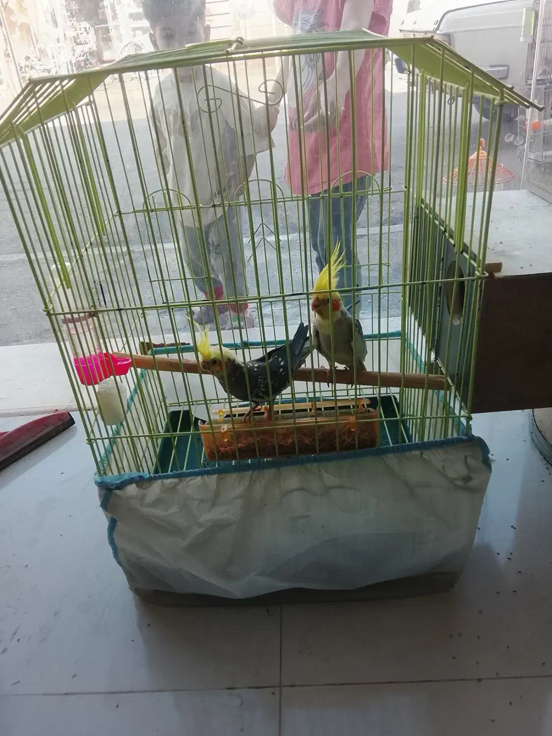 یه جفت عروس هلندی با دو تا تخم|پرنده|اقبالیه, |دیوار