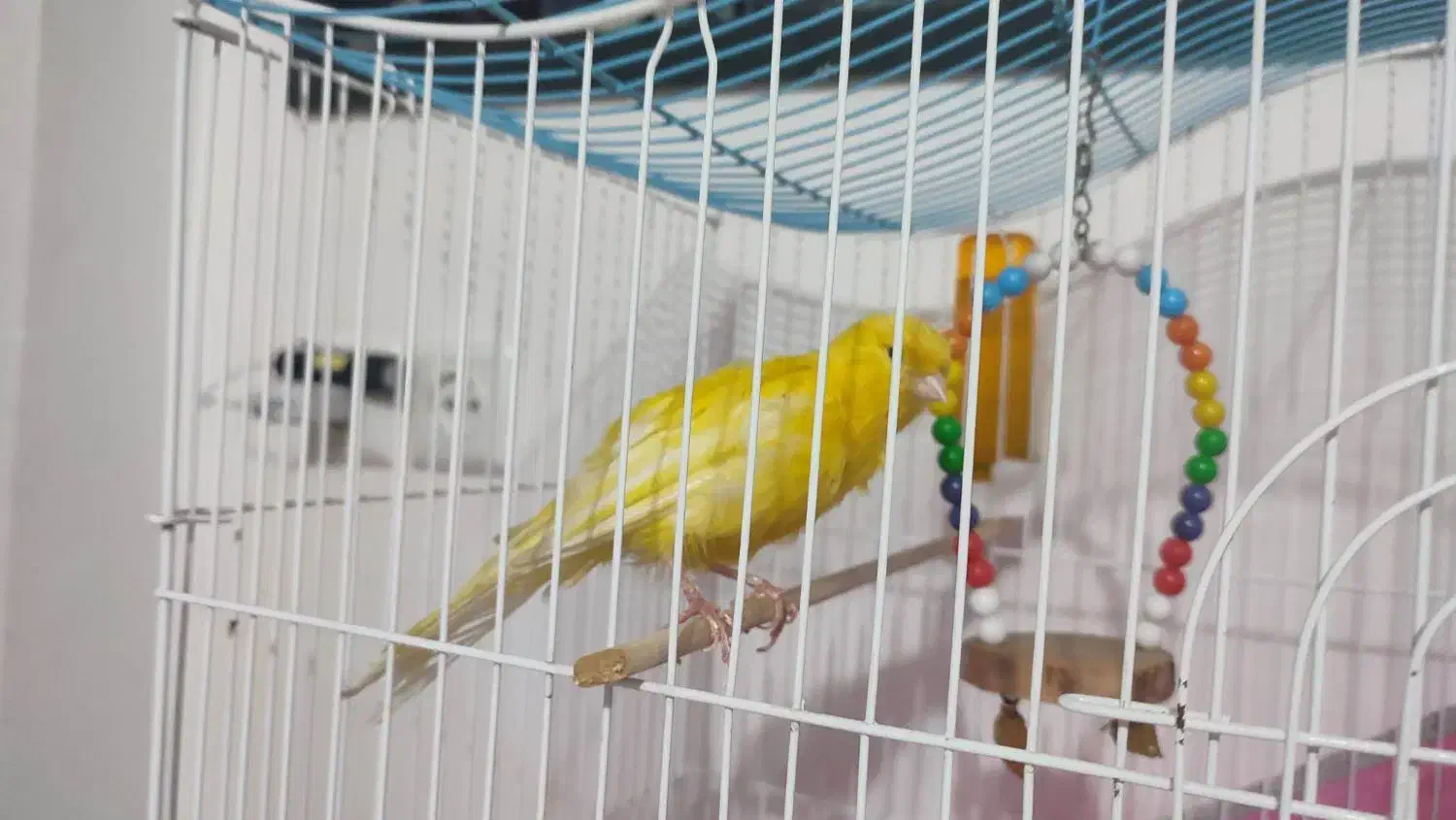 قناری نر|پرنده|صومعه‌سرا, |دیوار