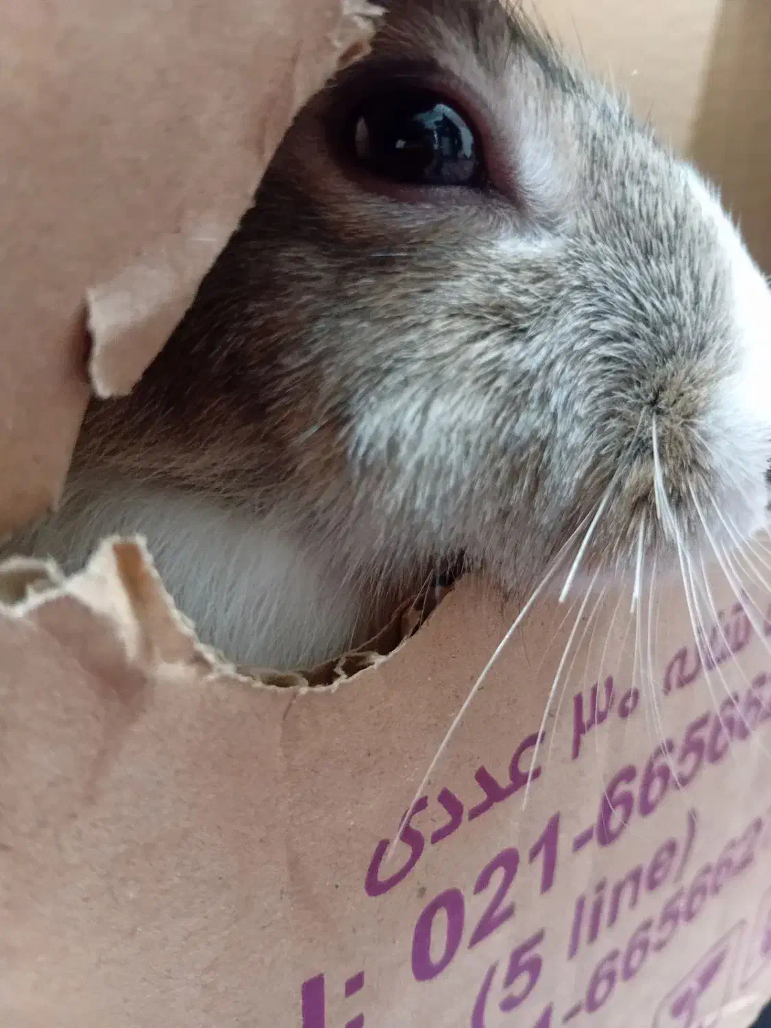 خرگوش|موش و خرگوش|بیرجند, |دیوار