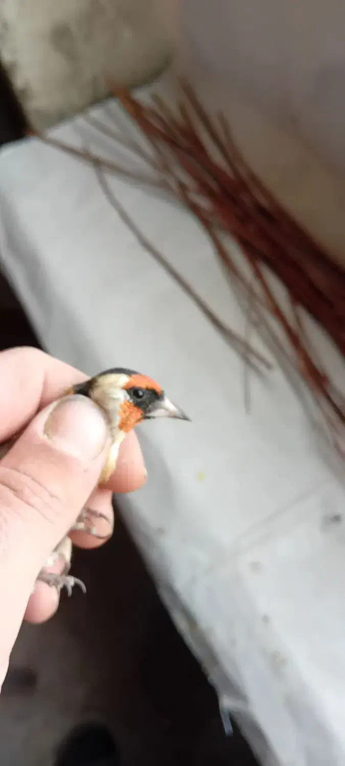 سره نر دوتا خال چونه  داره قد قواره دار|پرنده|صوفیان, |دیوار