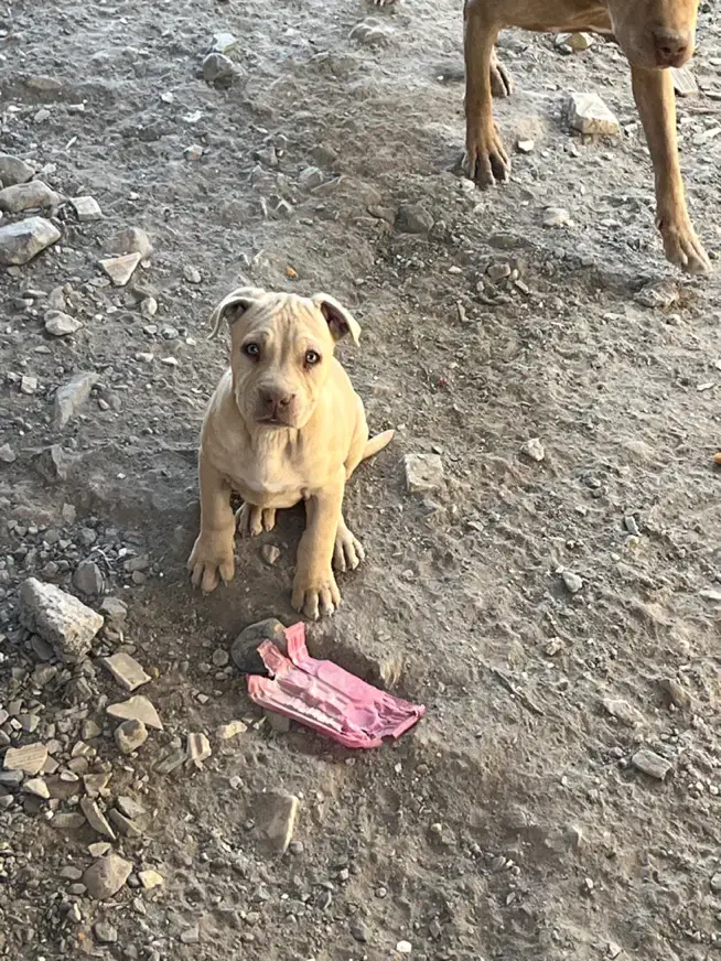 توله پیتبول|سگ|بیرجند, |دیوار