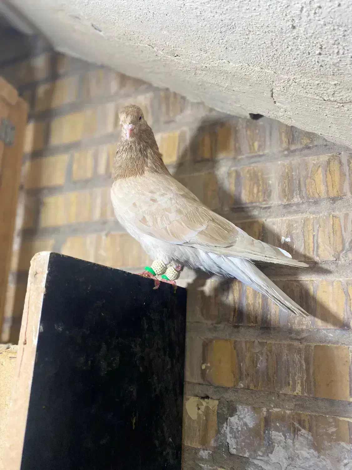 کفتر سرول گمشده|حیوانات|همدان, |دیوار