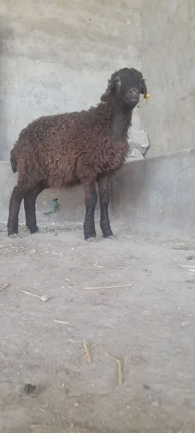 1عدد بره ماده امروز از گله خودم آوردم جنص خوب|حیوانات مزرعه|گنبد کاووس, |دیوار