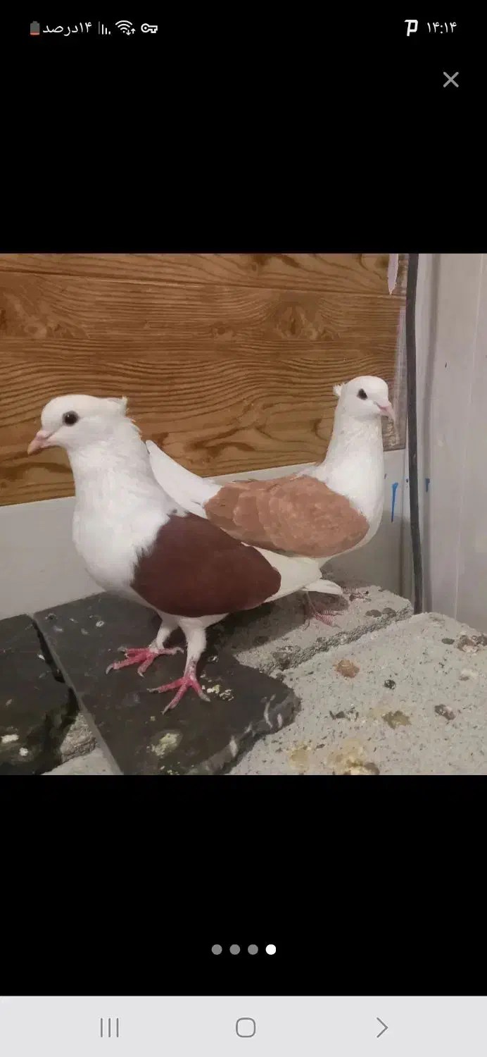 کبوتر پشتارجفت|پرنده|تیکمه داش, |دیوار