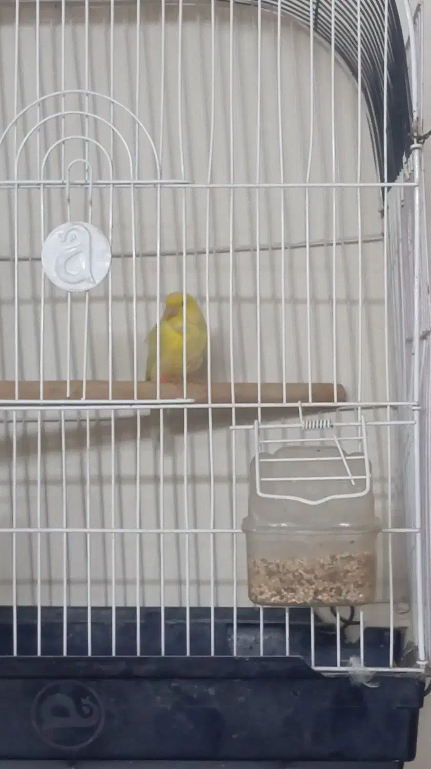 قناری|پرنده|پاکدشت, پاکدشت (مامازند)|دیوار