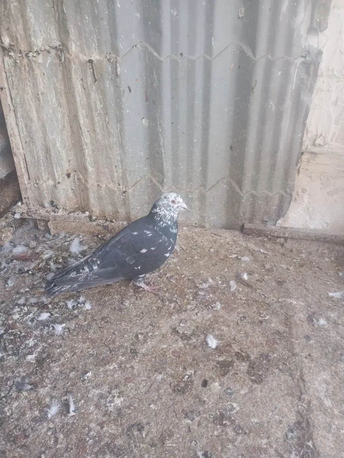 سلام 3عدد صید|پرنده|مشهد, یاس|دیوار