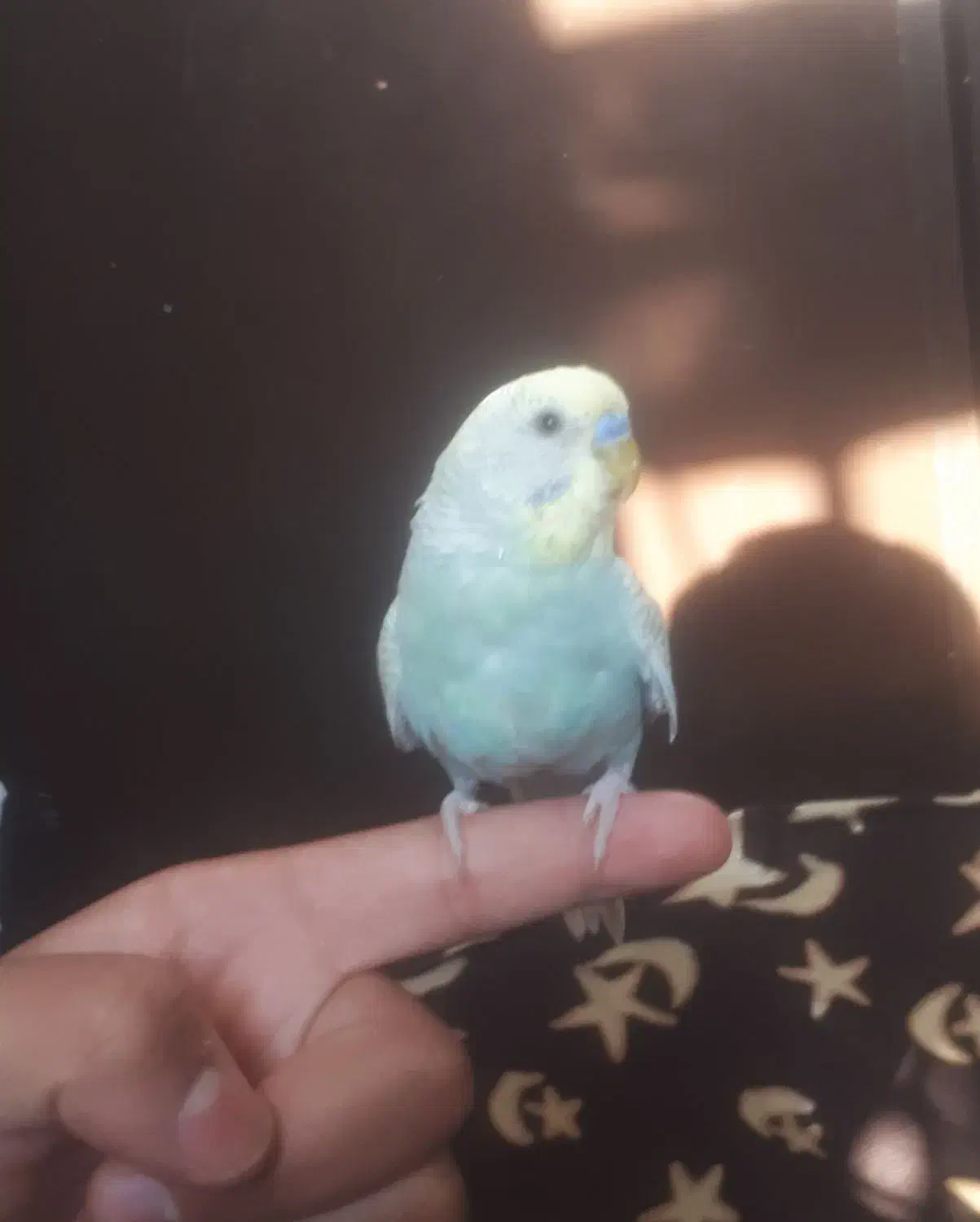 مرغ عشق اسپانگل|پرنده|اسفراین, |دیوار