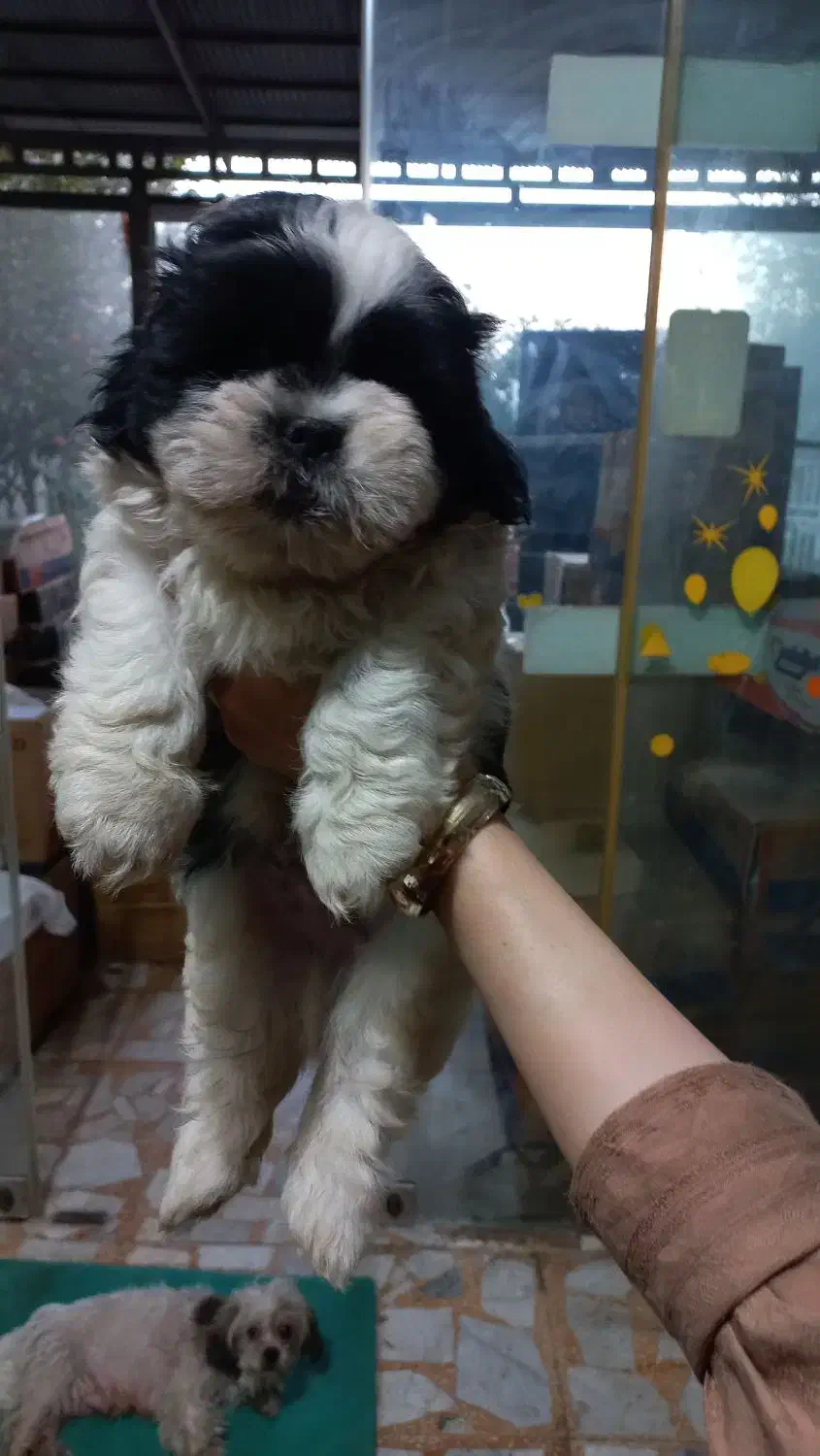 یک عددتوله نر شیتزومالتیز عروسکی|سگ|رشت, تازه آباد|دیوار