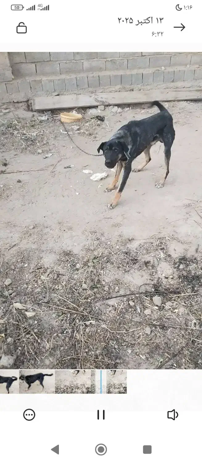 سگ عراقی|سگ|چهاربرج, |دیوار