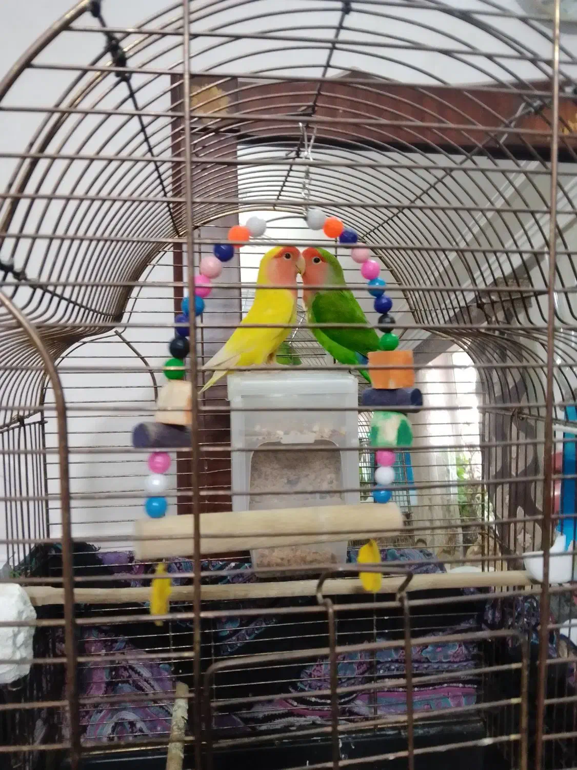 طوطی برزیلی|پرنده|اردبیل, |دیوار