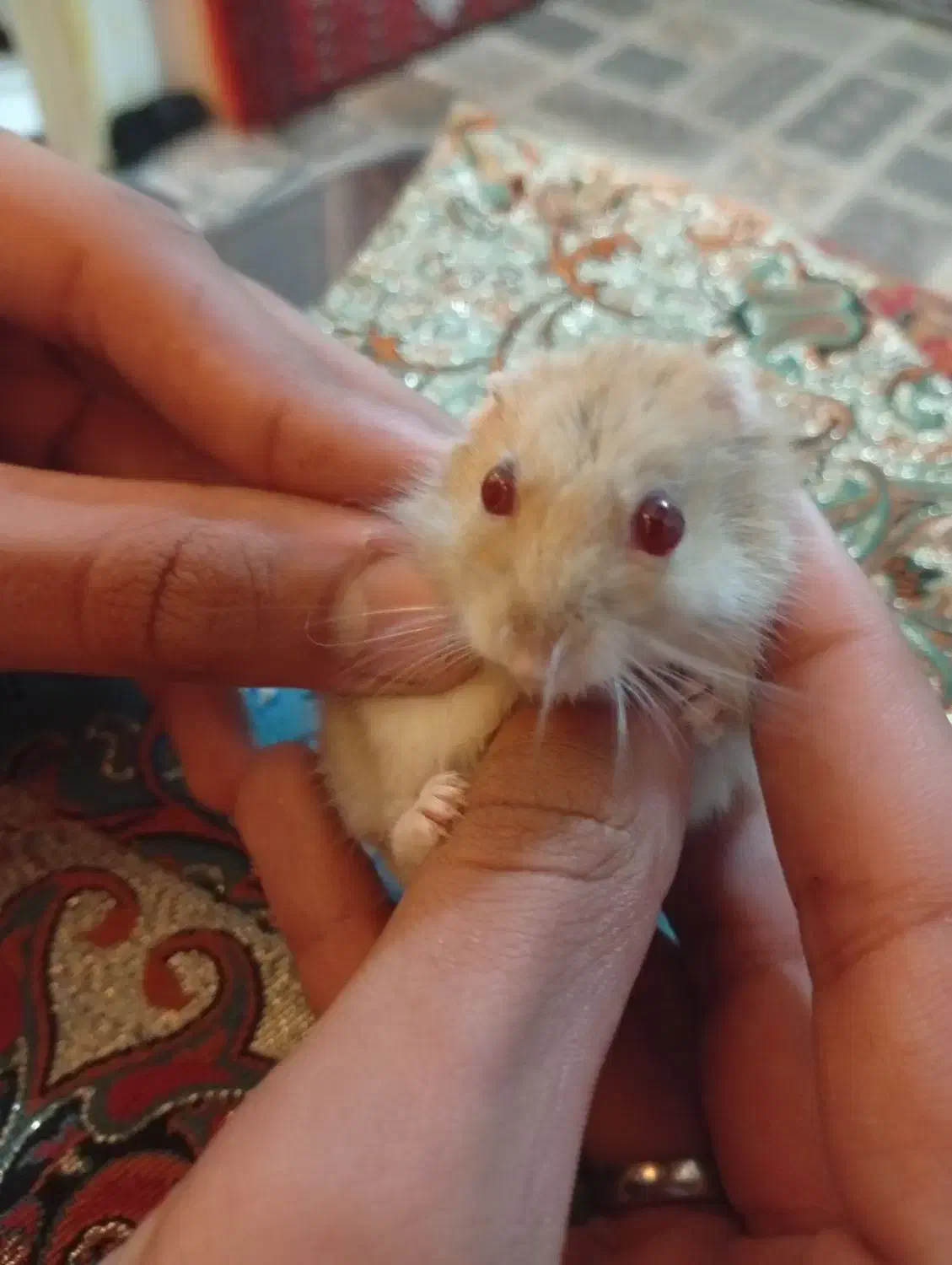 بچه همستر کمپل|موش و خرگوش|مشهد, الهیه|دیوار