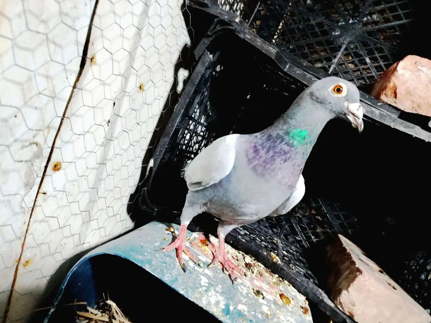 کفتر|پرنده|نهبندان, |دیوار