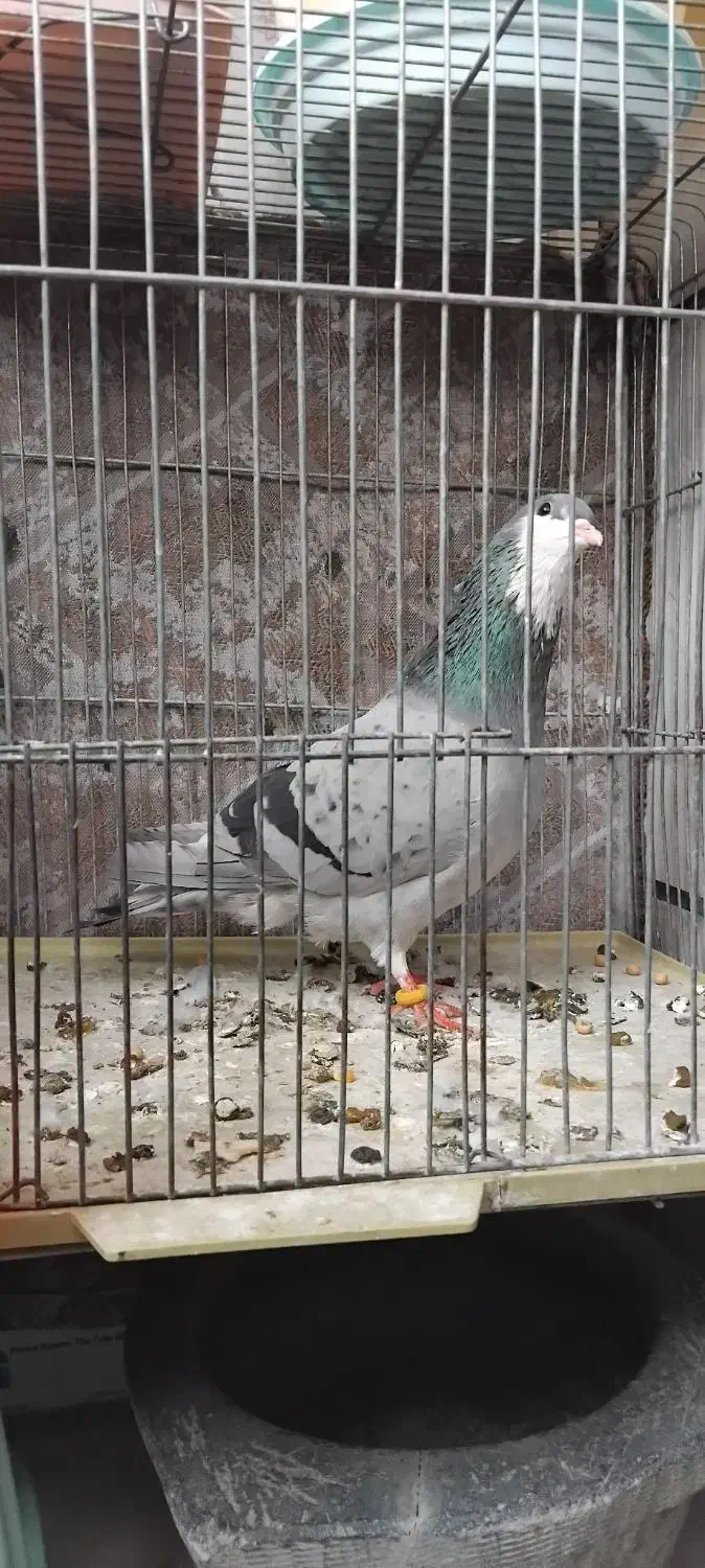 سهره دو رگه ۲ ساله کتون خور و خرقه۰۰۰|پرنده|اصفهان, شاهد|دیوار