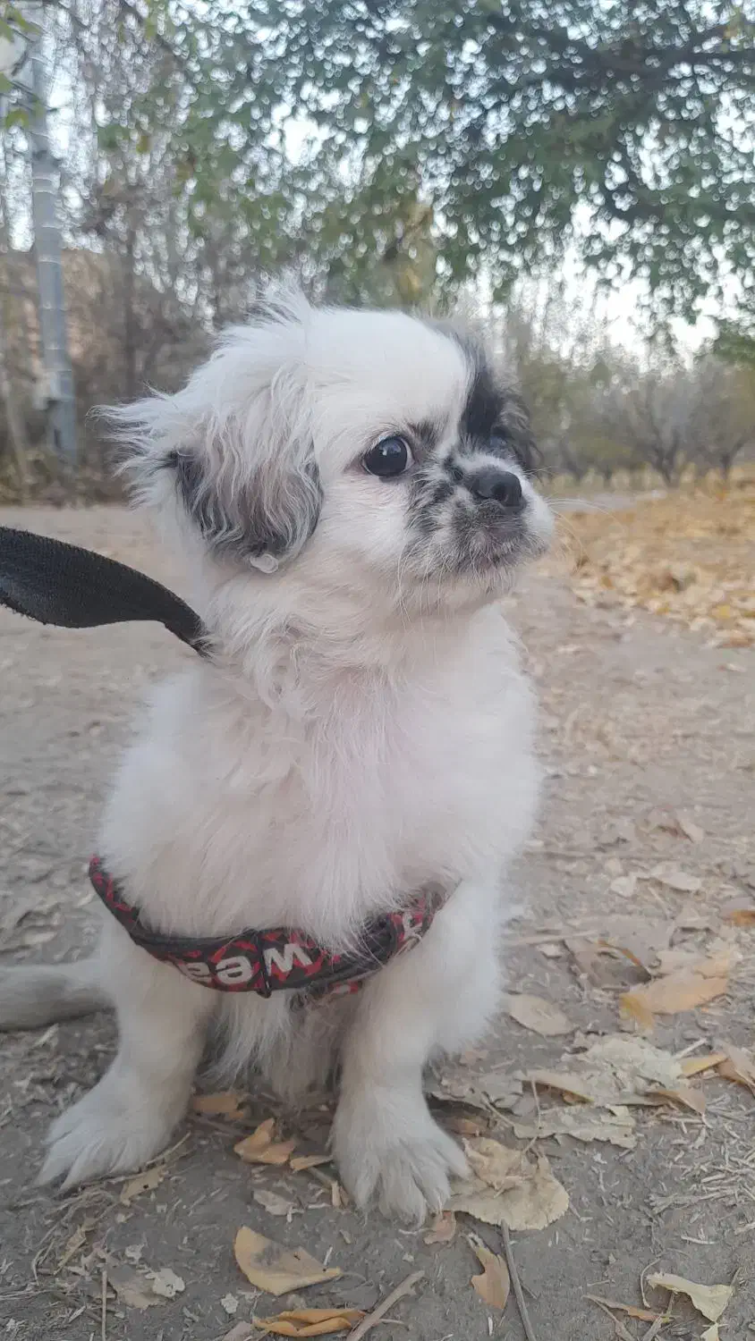 تولع سگ پنج ماه|سگ|گلبهار, شهر جدید گلبهار|دیوار